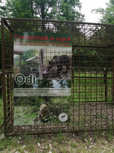 Libearty Bear Sanctuary Zarnesti