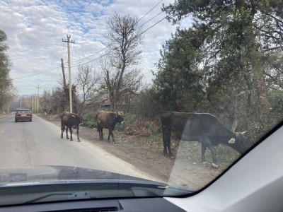 Cestování je někdy zdlouhavé, ale pořád je co pozorovat