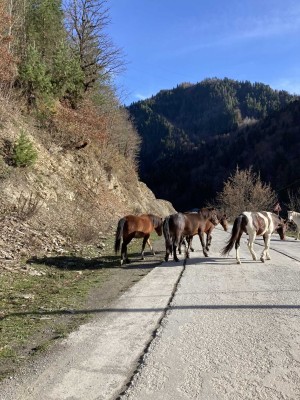 Horská silnice spojující Zugdidi s Mestií