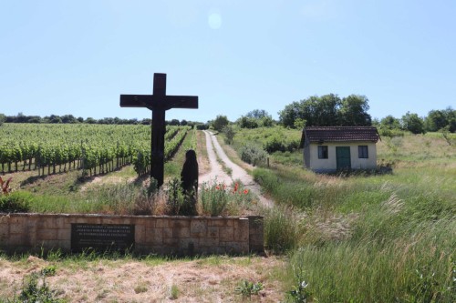 Vinice v Tokaji