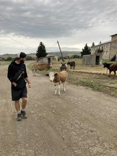 Hospodářská zvířata prochází, kudy se jim zachce